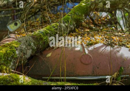 Versteckt im schwedischen Wald, wird ein Autofriedhof voll von alten Autos `s den 50er Jahren von der Natur zurückgenommen. Stockfoto